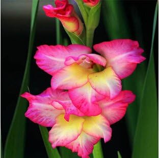 Heirloom Non-GMO Pink Orchid Flower Seeds for Garden Planting for planting in home garden