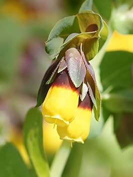 Yellow Cerinthe Flower Seeds for Planting – Organic, Heirloom, Non-GMO Garden Seeds