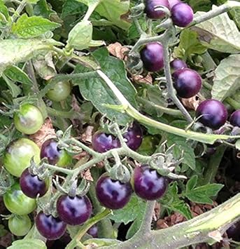 Deep Violet Tomato Solanum lycopersicum seeds for garden planting