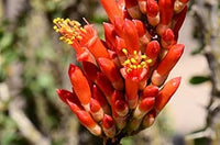 Ocotillo Fouquieria Splendens Plant Seeds for Planting - NON GMO Seeds for planting in home garden