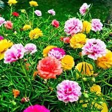 Seeds (Seeds scientific name) for planting in garden