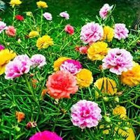 Seeds (Seeds scientific name) for planting in garden