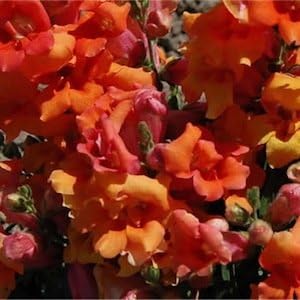 Orange Snapdragon Flower Seeds for Planting - 100 pcs seeds for planting in home garden