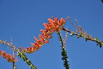 Ocotillo Fouquieria Splendens Plant Seeds for Planting - NON GMO Seeds