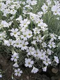 Heirloom Silver Carpet Flower Seeds for Garden Planting, Non-GMO, Drought-Tolerant Ground Cover Blooms for planting in home garden