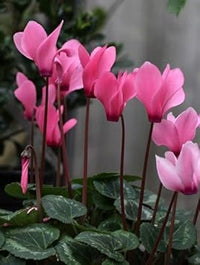 Organic Cyclamen Light Pink Flower Seeds for Planting – Heirloom, Non-GMO