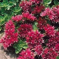 Sedum Spurium Flower Seeds for Planting - NON GMO Seeds