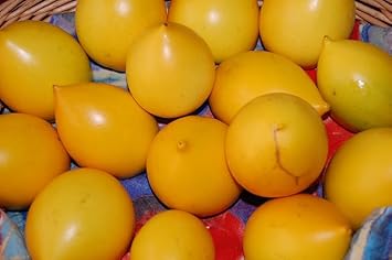 Abiu Fruit Seeds for Planting - Ideal for Tropical Gardens, Non-GMO & Heirloom Seeds
