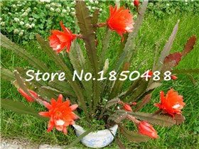 100 Pcs