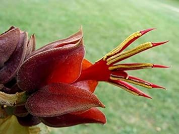 Orange Chiranthodendron Plant Seeds – Heirloom Non-GMO Hand Tree Seeds for Exotic Garden