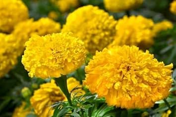 Heirloom Marigold Flower Seeds for Planting 100 pcs