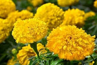 Heirloom Marigold Flower Seeds for Planting 100 pcs