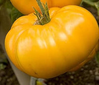 Big Yellow Tomato Seeds for Planting - 100 Pcs pcs