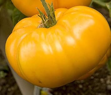 Big yellow tomato Solanum lycopersicum seeds for planting in garden beds