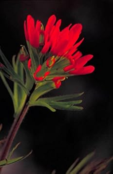 Red Castilleja Flower Seeds for Planting - 100 pcs