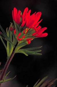 Red Castilleja Flower Seeds for Planting - 100 pcs