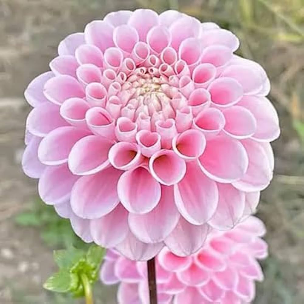 Pink Pompon Dahlia Flower Seeds for Planting - Heirloom Non-GMO Seeds,Beautiful Blooms for planting in home garden