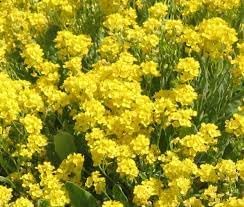 Alyssum Flower Seeds Heirloom Non GMO Planting - 100 pcs for planting in home garden