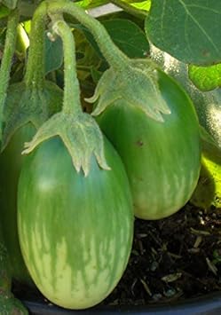 Eggplant Seeds for Planting, Green, 100 Pcs pcs