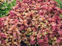 Light Yellow Pink Coleus Plant Seeds for Planting - Heirloom and Non-GMO Garden Seeds