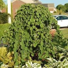 Mulberry Seeds, Ideal for Growing Sweet and Juicy Mulberries 100 Pcs pcs