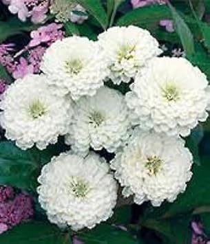 White Oklahoma Flower Seeds for Garden - 100 pcs