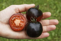 Red Black Tomato Vegetable Seeds for Planting, heirloom & Non-GMO Seeds