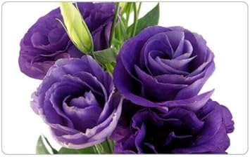 Deep Blue Eustoma (Lisianthus) Flower Seeds for Planting - Heirloom, NON-GMO, Easy to Grow