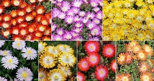 100 Pcs