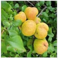 New Fresh 15pcs Yellow Cydonia Pome Fruit Seeds - Aromatic, Fragrant Quinces to Grow at Home 100 Pcs pcs
