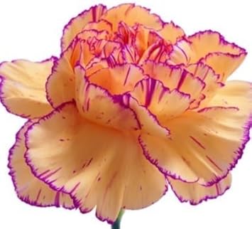Yellow Purple Carnation Flower Seeds – Non-GMO Seeds for Vibrant Garden Planting
