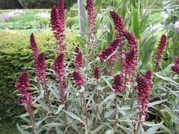 Lysimachia Plant Seeds Heirloom Non GMO Planting - 100 pcs