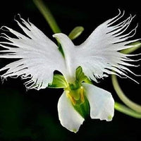 Heirloom Egret Orchid Flower Seeds for Garden Planting, Non-GMO, Exotic White Blooms for Containers for planting in home garden