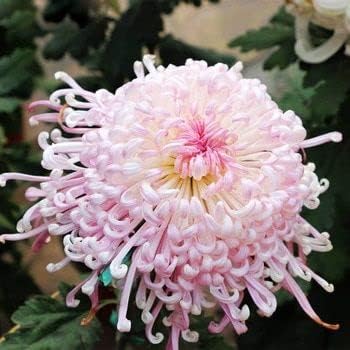 Heirloom Non-GMO Pink Chrysanthemum Flower Seeds for Stunning Fall Garden Planting for planting in home garden