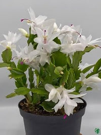 White Schlumbergera Flower Planting Seeds for Garden NON GMO Seeds