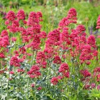 Organic Centranthus Ruber Flower Seeds for Planting – Heirloom, Non-GMO