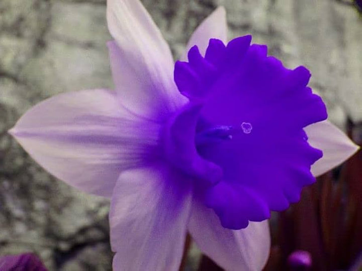 Nema Double Petals Narcissus Flower Seeds ƒ?? Heirloom Non-GMO Seeds for Garden Planting