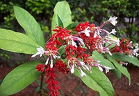 Heirloom Non-GMO Rauvolfia Flower Seeds for Planting – Medicinal Shrub Blooms for Tropical Gardens - Non-GMO for planting in home garden