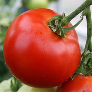 Tomato Vegetable Seeds for Planting – Red Variety 100 Pcs pcs