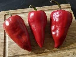 Chilhuacle Pepper Capsicum annuum seeds for garden planting
