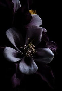 Black Cymbidium Orchid Seeds - Heirloom Non-GMO Planting Flower Seeds