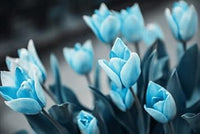 Sky Blue Tulip Flower Seeds for Planting – Heirloom, Non-GMO, Vibrant Blooms
