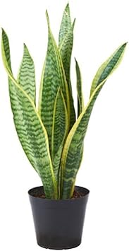 Organic Sansevieria Plant Seeds for Planting ƒ?? Heirloom, Non-GMO
