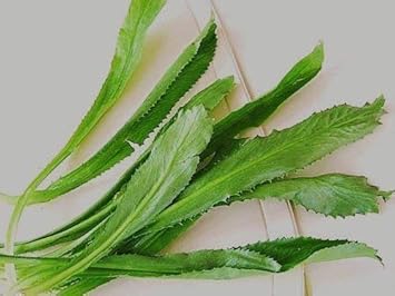 Eryngium Foetidum Seeds ? Distinctive Culinary Herb-Heirloom & Non-GMO Seeds for planting ? Fresh Herb for Your Garden