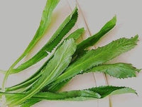 Eryngium Foetidum Seeds ? Distinctive Culinary Herb-Heirloom & Non-GMO Seeds for planting ? Fresh Herb for Your Garden
