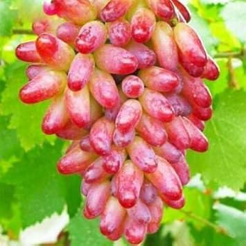 Grape Fruit Seeds for Growing Lush Vines with Sweet Fruits