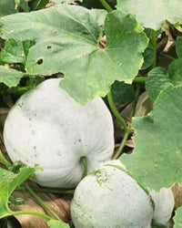 Ash Gourd Seeds for Home Garden, 100 Pcs pcs