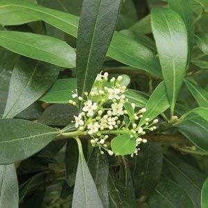 White Ilex Paraguayensis Plant Seeds - Hardy Evergreen Shrub for Your Garden 100 Pcs pcs
