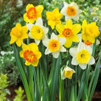 Mixed Daffodil flowers growing in an outdoor garden