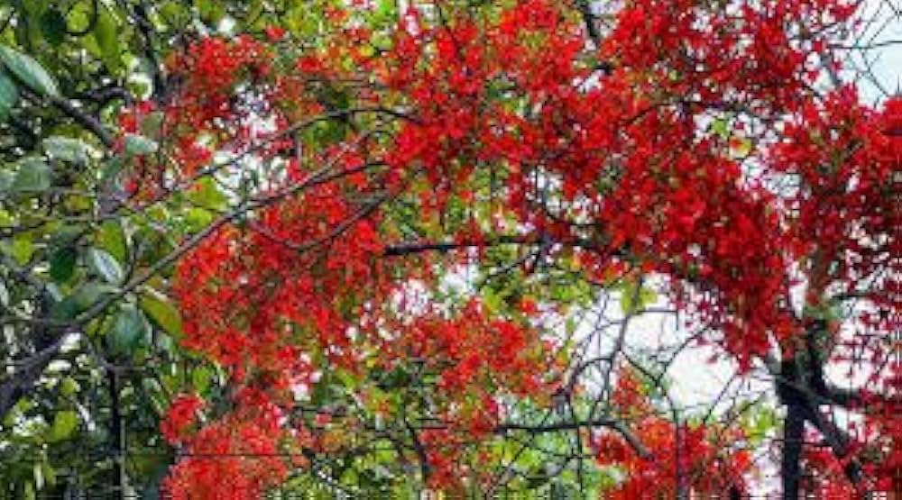 Red Jacaranda flower seeds – heirloom, non-GMO seeds for planting